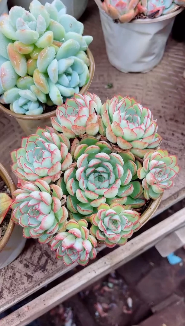 ^****^27049多肉植物一物一拍