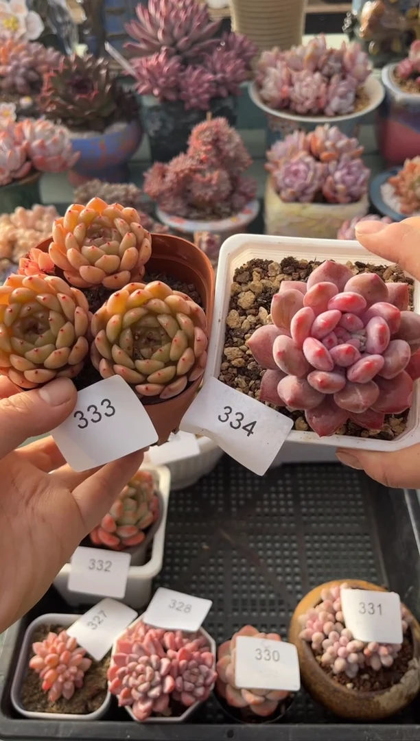 静*333 334 糖心 天使宝贝 多肉