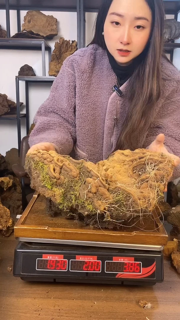 藏区野生松针层孔菌3.84jin