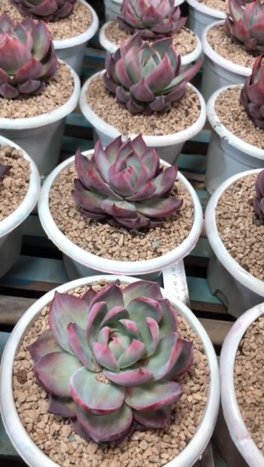 【闪购商品】惊鸿仙子16.8米