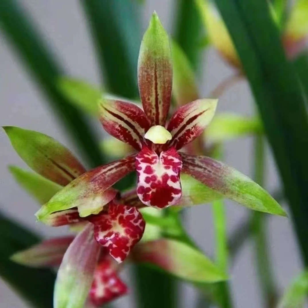 精品名贵兰花【红香妃金尊红颜】3-5花剑四季开花勤花好养盆栽绿植