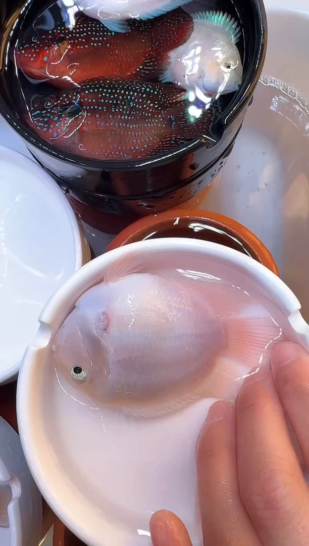 鹦鹉鱼白金公1条