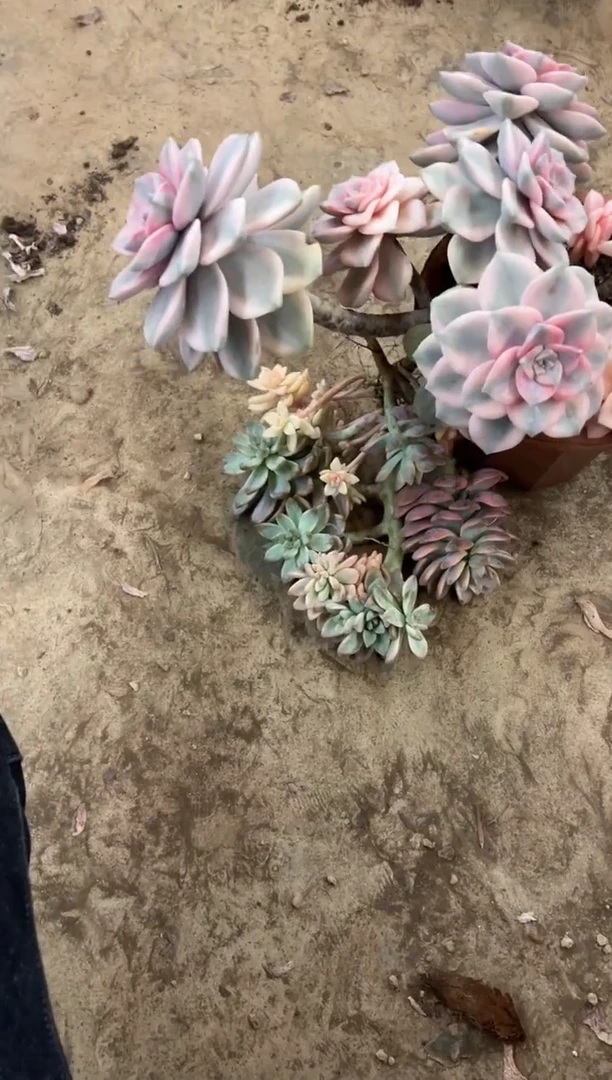 L****女      68号￥68（送断支）