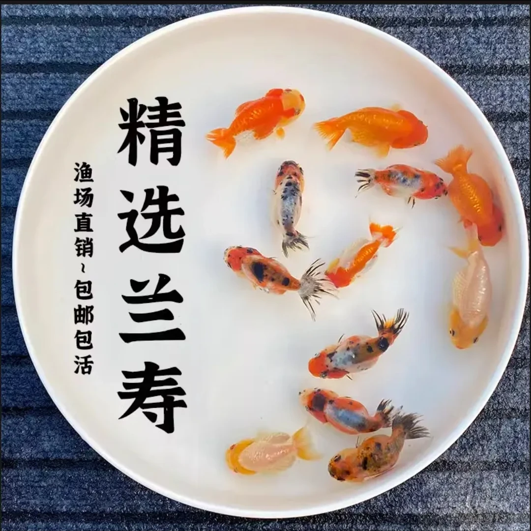 红色号牌1-100号观赏鱼冷水鱼淡水鱼顺丰快递小金鱼好金鱼观赏鱼