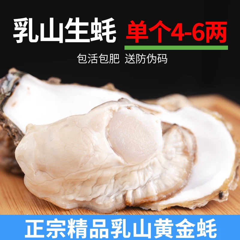 黄金4-6两丨正宗精品乳山生蚝 买5斤送5斤 带箱10斤 鲜活海鲜
