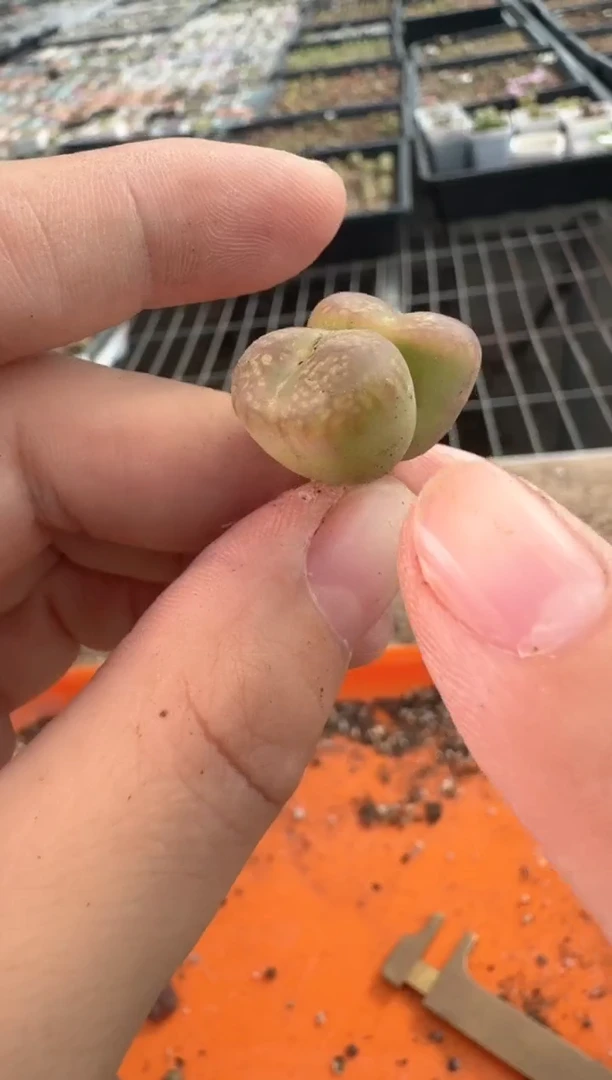 29-173多肉植物肉锥