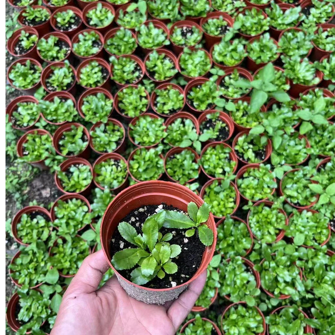 广东番鬼芫荽刺芹云南大芫荽老缅芫荽泰国越南香菜（小苗）