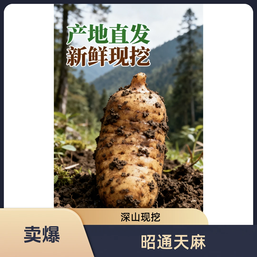 云南昭通小草坝天麻｜深山现挖 新鲜带泥正宗彝良产地