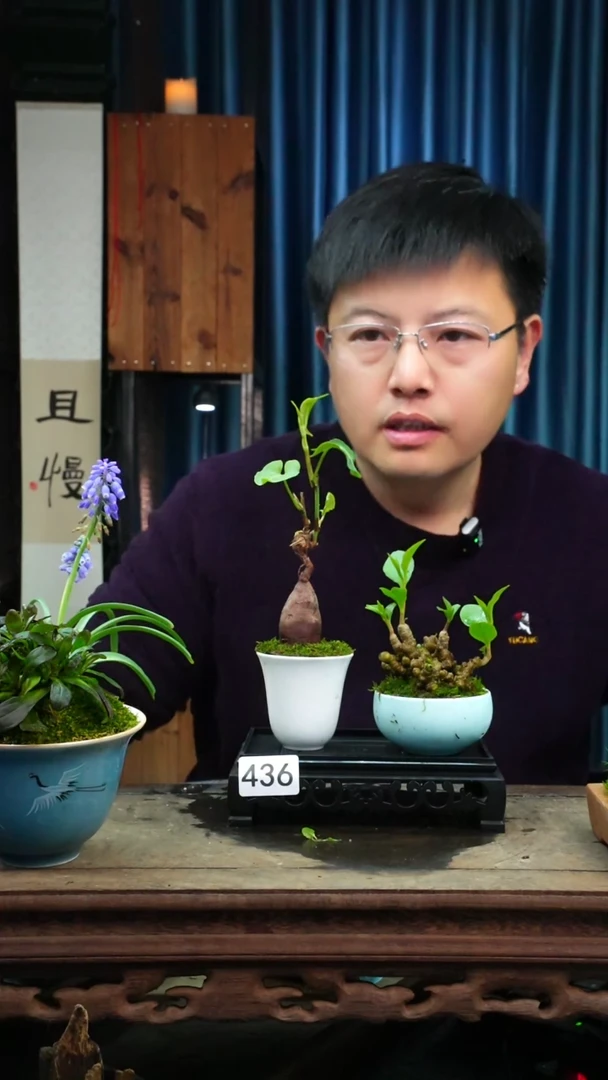 【闪购商品】苔藓微景观436号