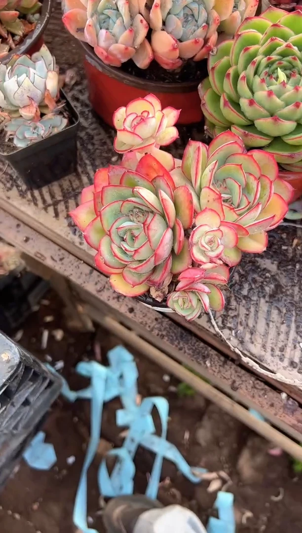 风****️多肉植物一物一拍28403