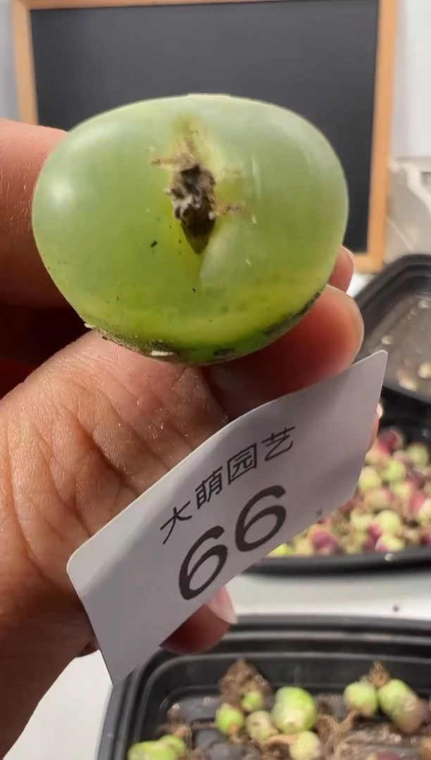 【闪购商品】++++66