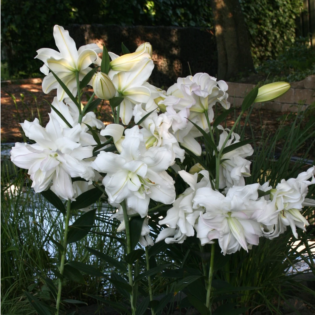 乔乔花屋 1球莲花之冰18/20东方系列香水重瓣百合球 不带盆土现货