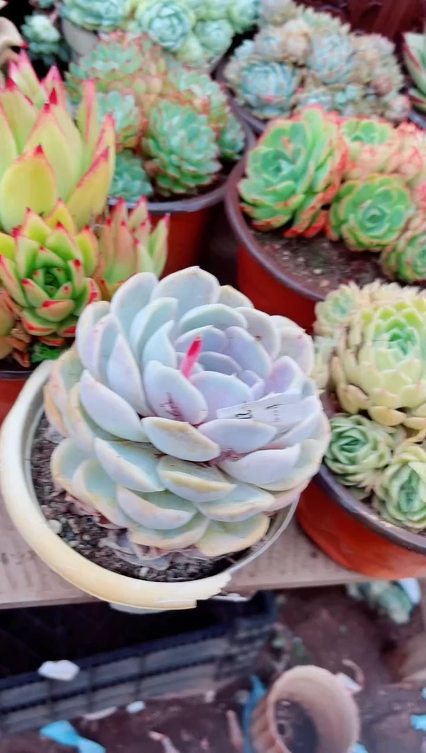 27114多肉植物一物一拍