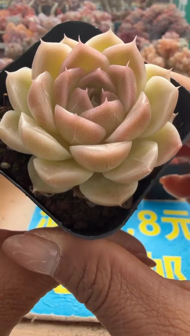 东云多肉园二店-167