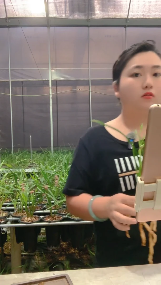 当前无花朵，栽培后可花朵银边大贡