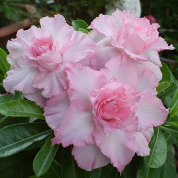 腾泓沙漠玫瑰 F105黛妃 重瓣沙漠玫瑰经典花色大花多层瓣爆花款