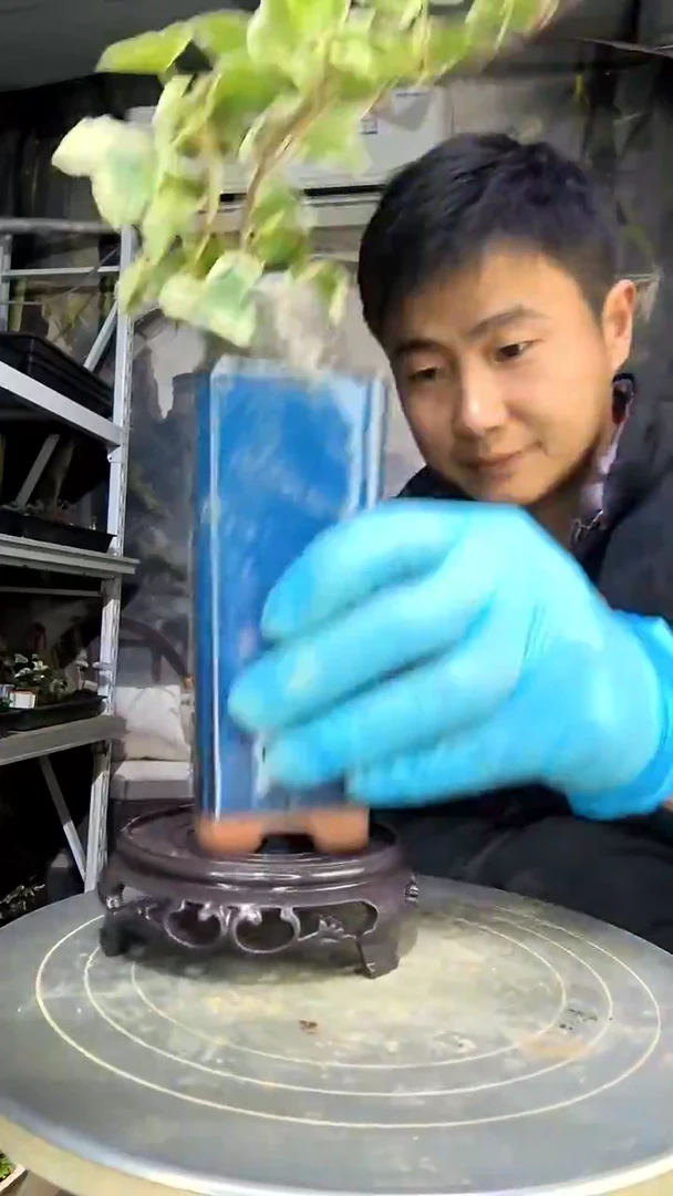 待*中青园艺一物一拍花191