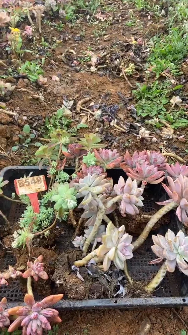 【闪购商品】B549清风花木兰多肉组合