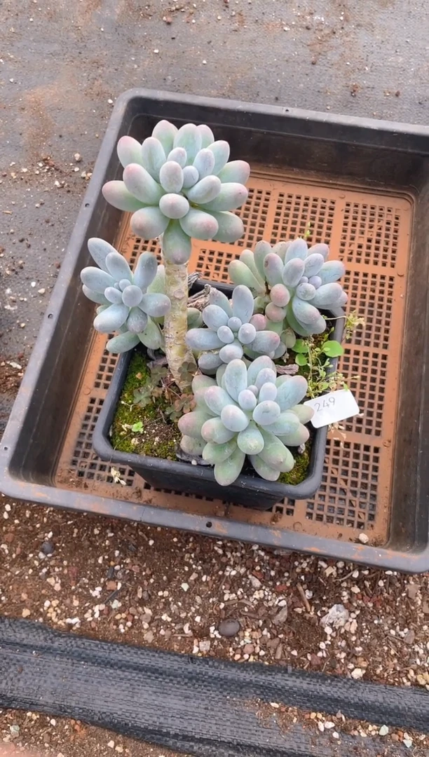 249汤圆        量拍