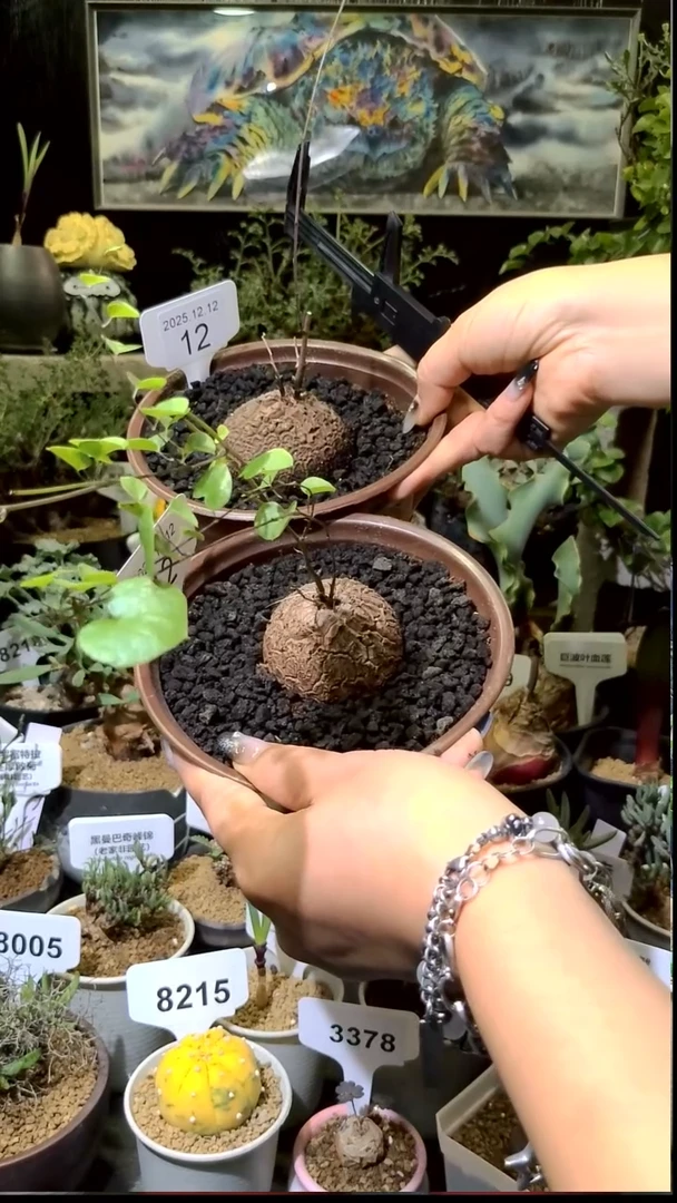 12号1212福利南非龟甲龙买一送一