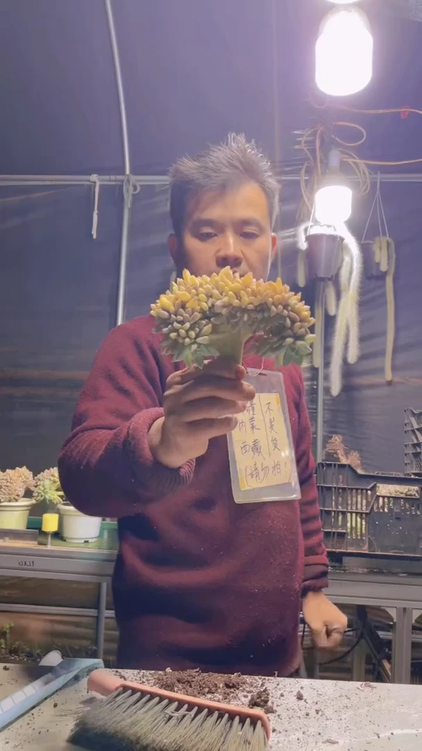 332淡雪缀化一物一拍