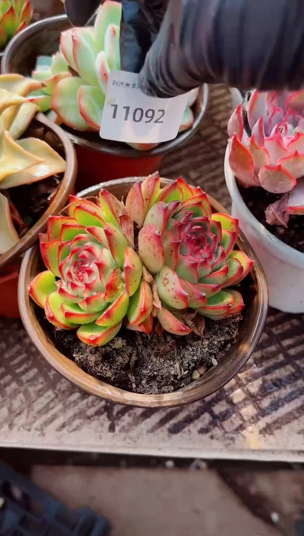 虎**生多肉植物一物一拍11092