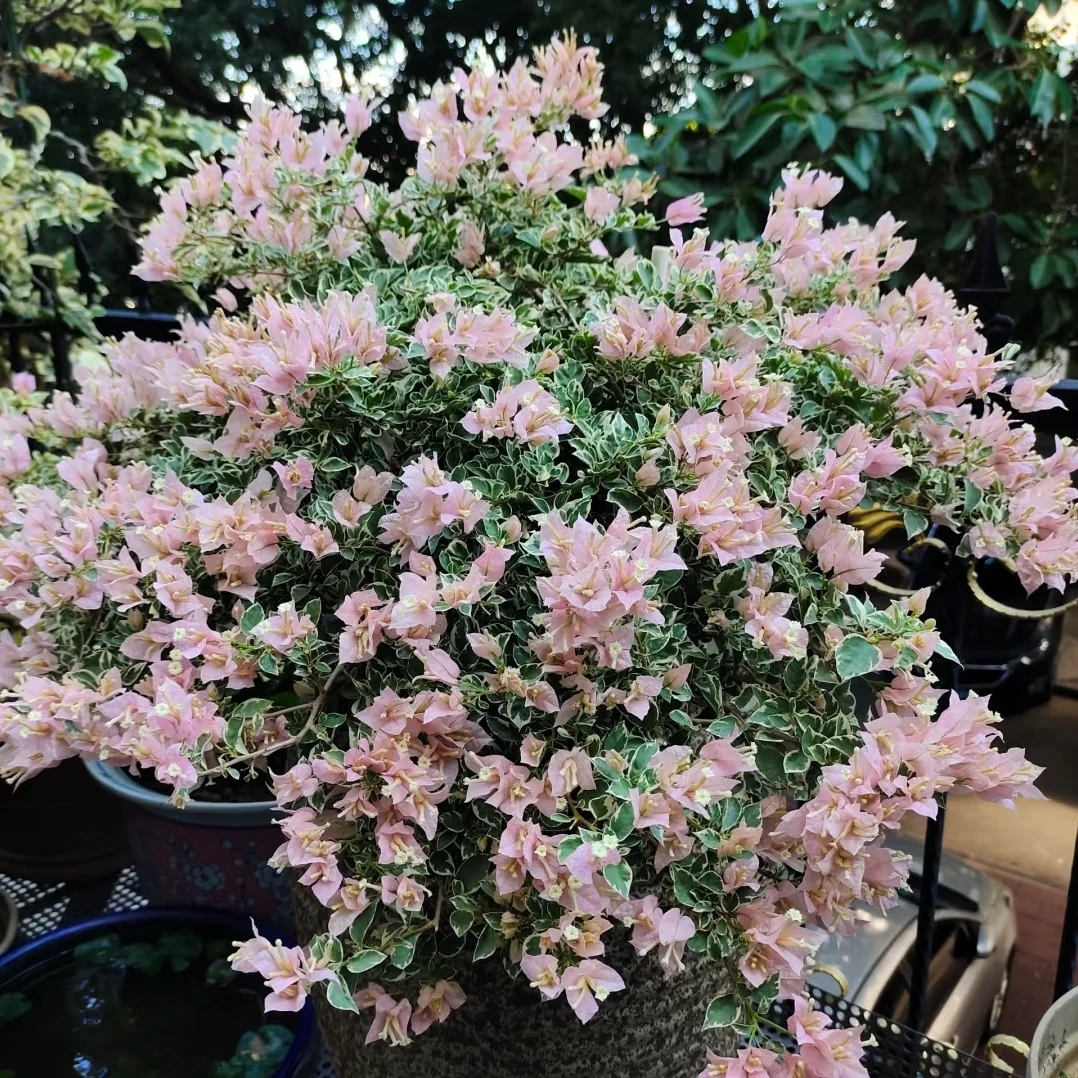 【原生少女心】三角梅盆栽带花四季开花爬藤外阳台庭院好养花卉植物