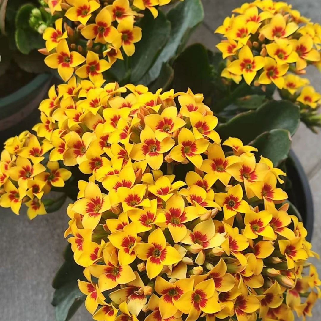 雷米【120盆】~复色系长寿花盆栽单瓣带花苞室内阳台易活懒人花