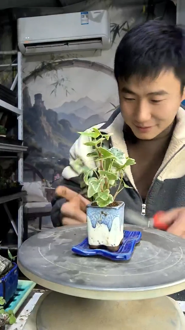 百****人中青园艺一物一拍210