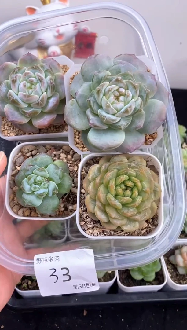 4棵一组一组包邮33号
