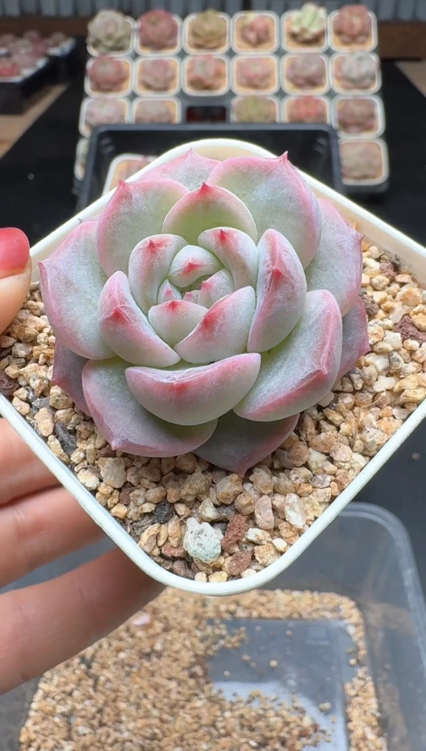 【闪购商品】121A号一物一拍多肉花卉植物拍3颗起发