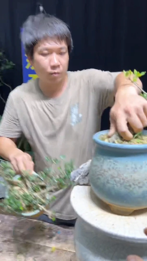 当前无花栽培后可以开花满**福海岛栀子花