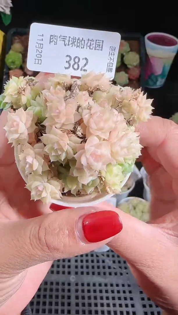 1120-382群生不包整