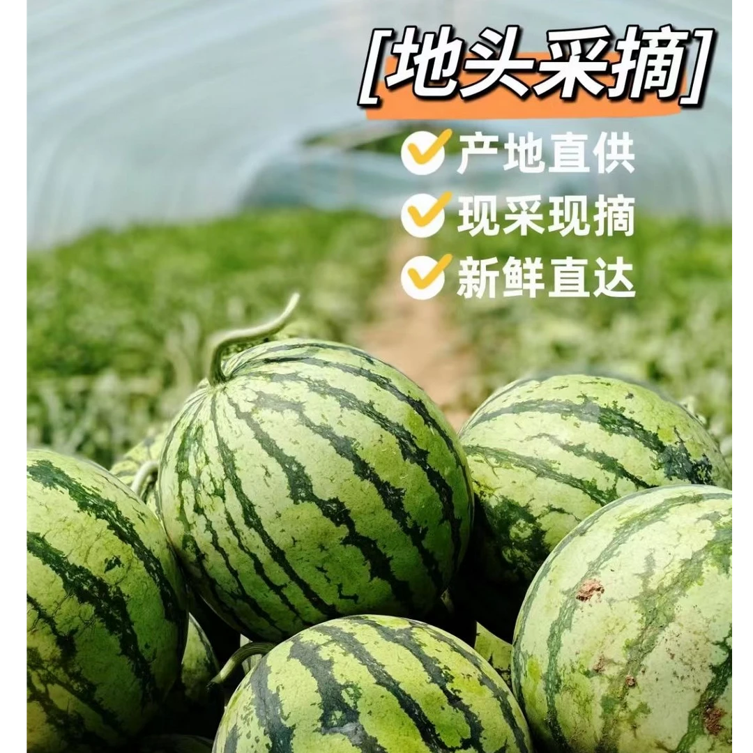 【夏乐】麒麟西瓜（10-11斤） 自然熟甜，酥沙脆爽，无籽多汁！