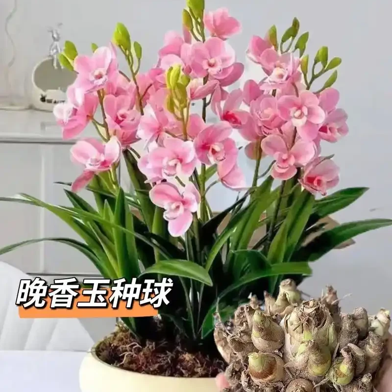 【拍一发三】重瓣晚香玉种球现挖带芽头发货新种根种植花开香满园