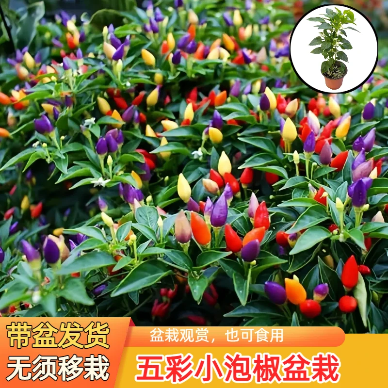 小尖椒种子苗秧辣椒种籽朝天椒观赏广西七彩椒辣盆栽五彩椒籽种孑