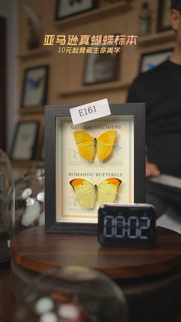 有机玻璃蝴蝶标本E161