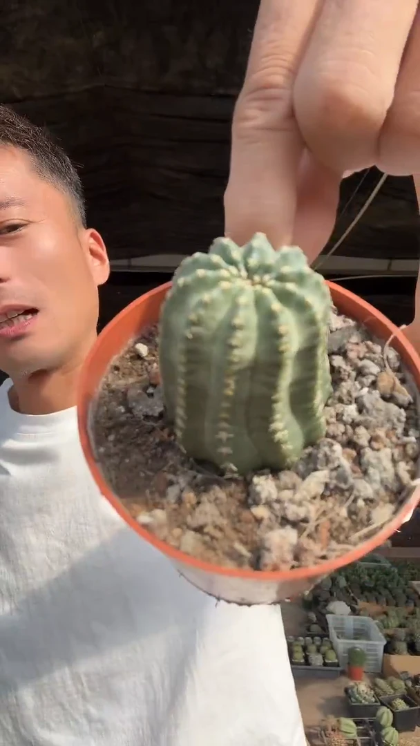 单头名石丸 9.99
