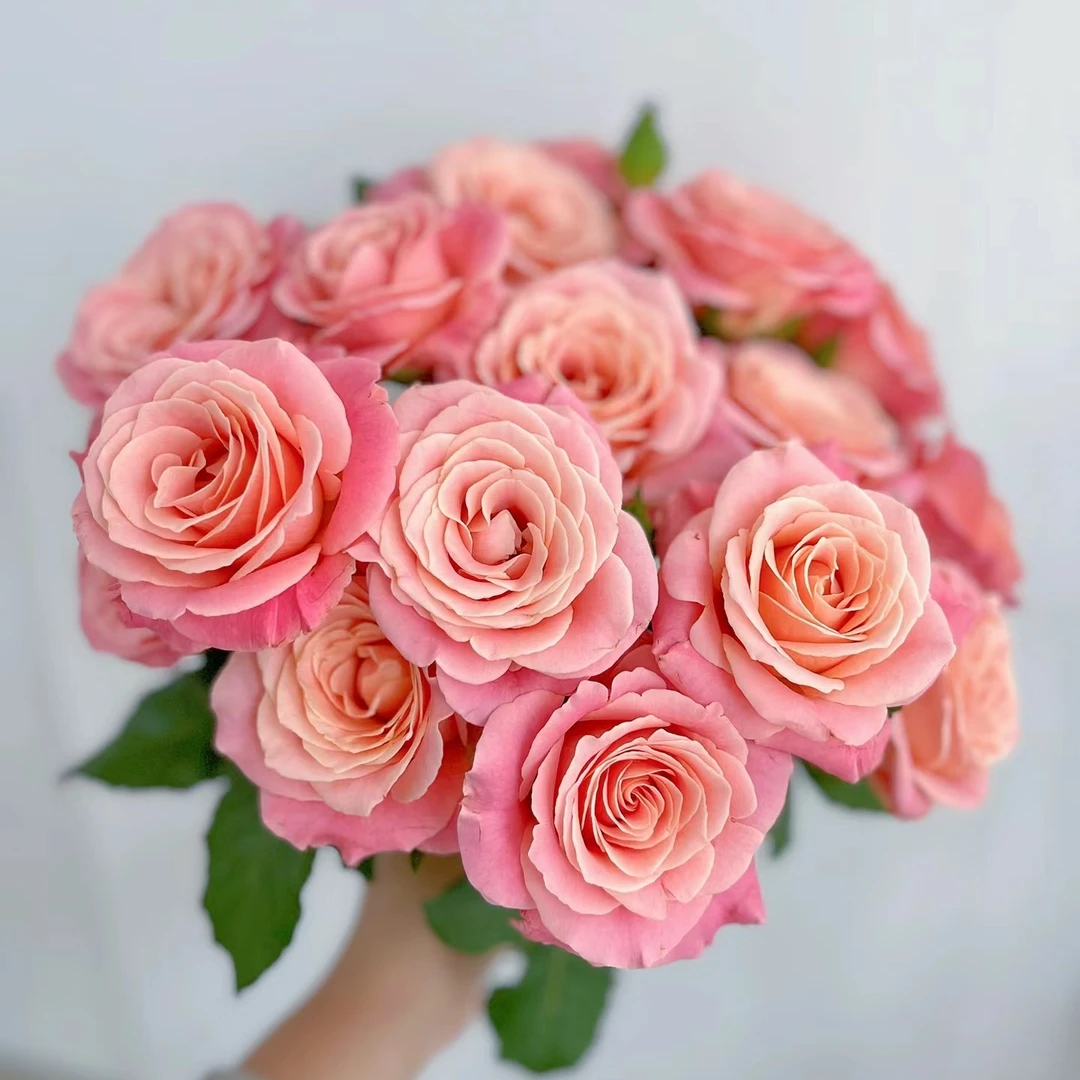 朱小姐 鲜花收到需醒花 0°以下需拍保温棉 发出无法退款