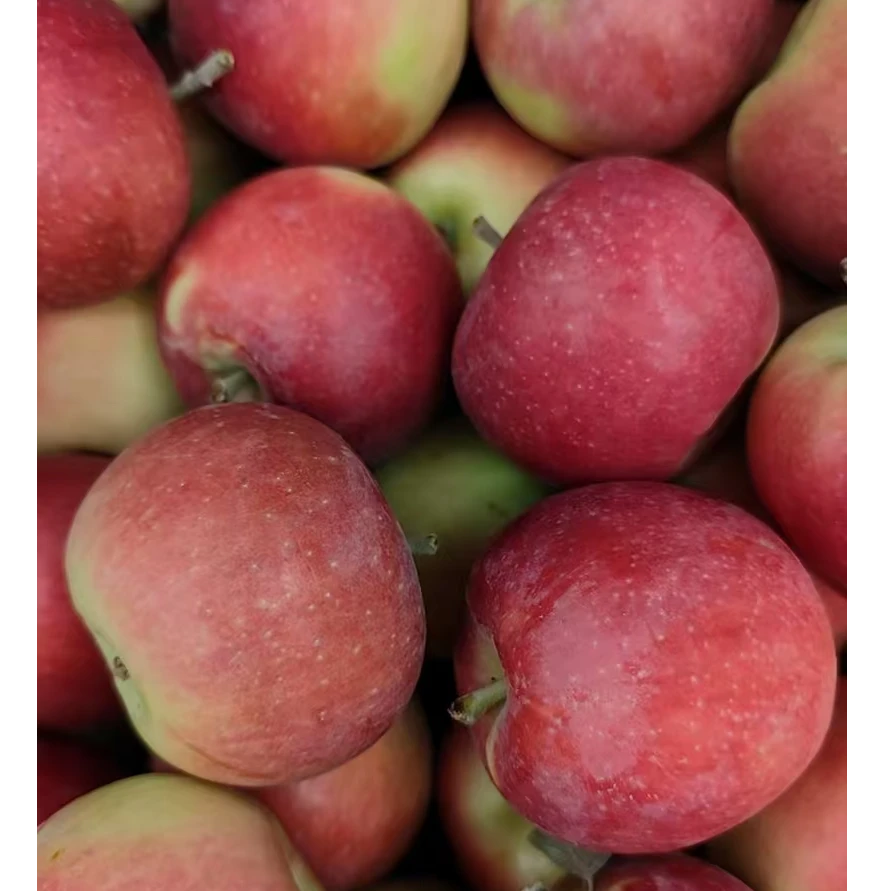 苹果500g新疆维吾尔自治区