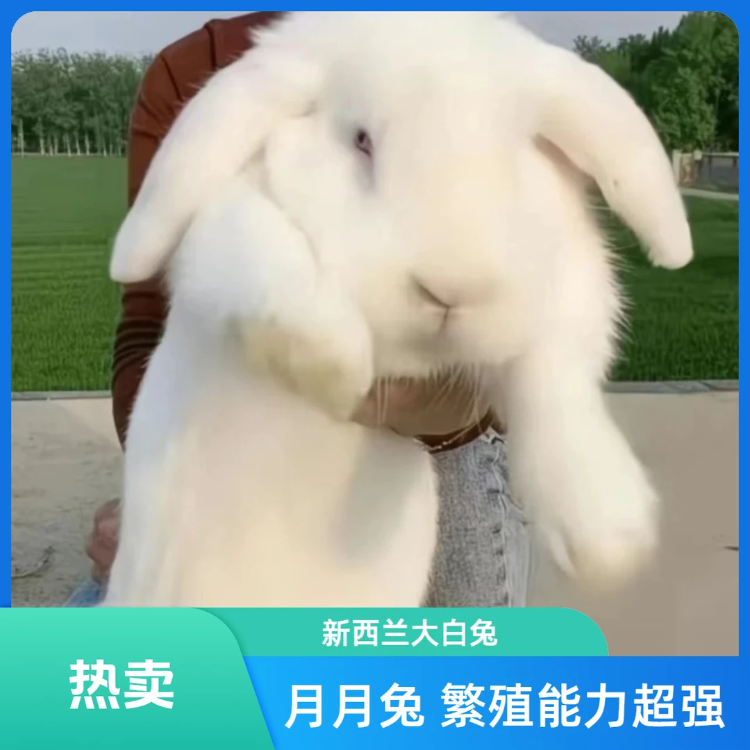 【兔种贵族：长耳巨兔】大型肉兔活体可繁殖肉质好疫苗齐全一月一窝