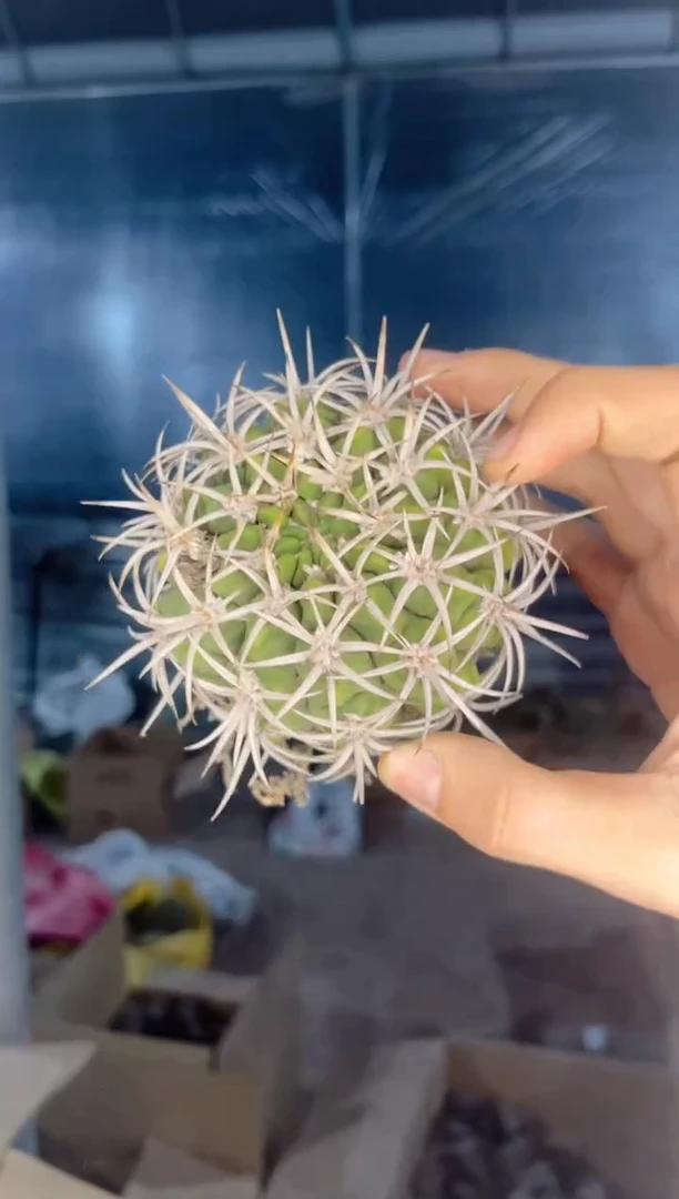 【闪购商品】7-10cm 碧岩玉