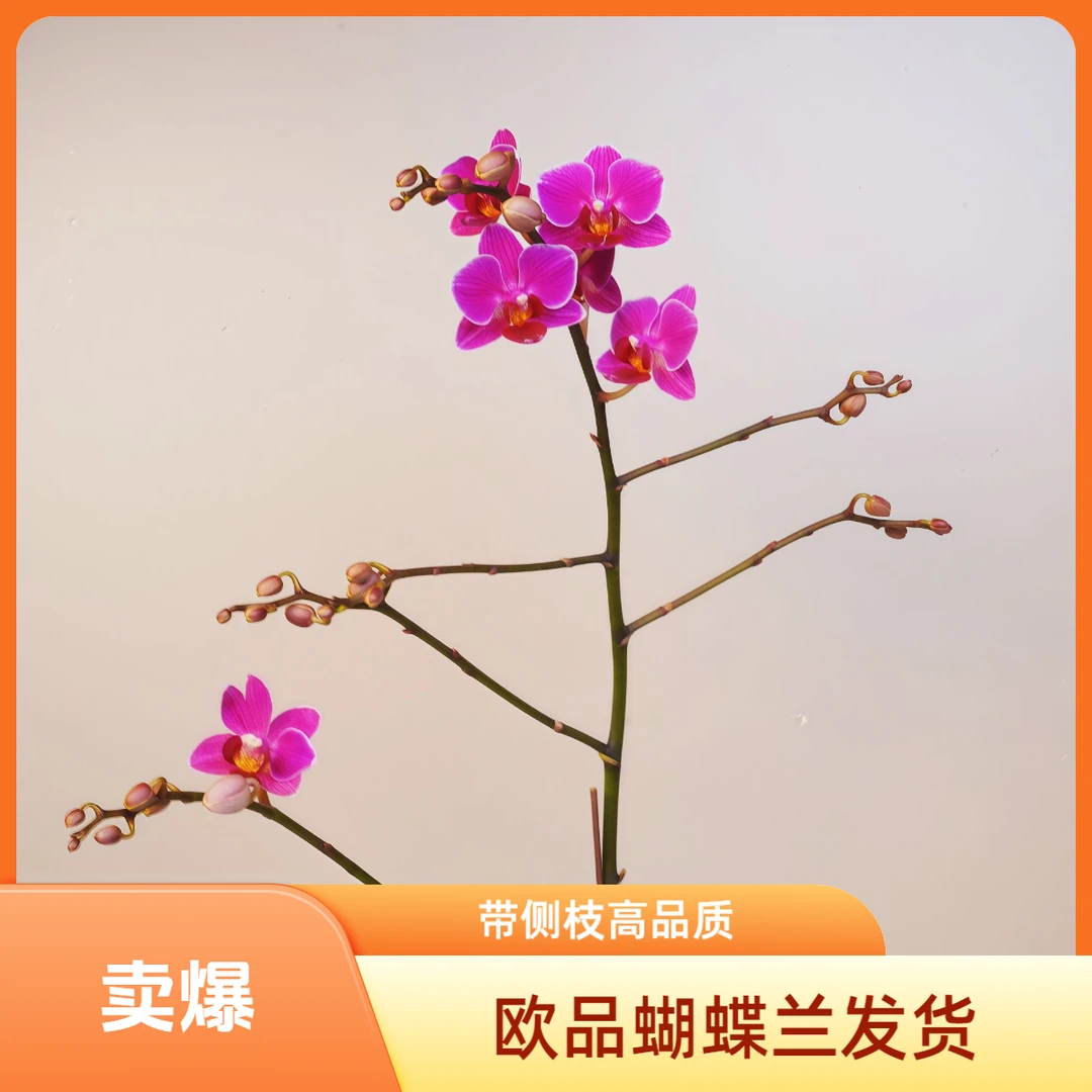 悠花里蝴蝶兰【繁花3.0】带花带花苞开花株发货