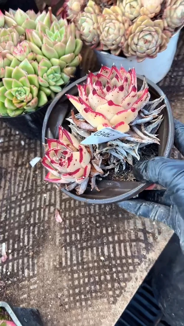 ?*洁多肉植物一物一拍03462