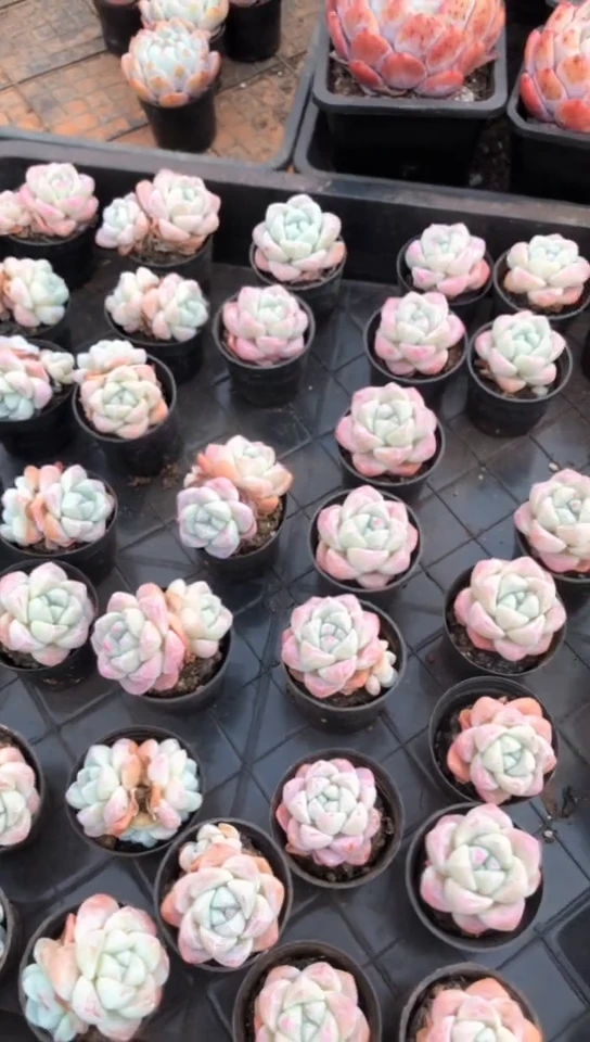 【闪购商品】精控小冰玉10颗【不凑单发5颗】