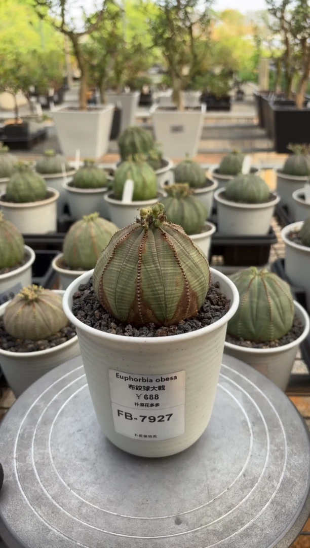 阳****️布纹球大戟FB-7927
