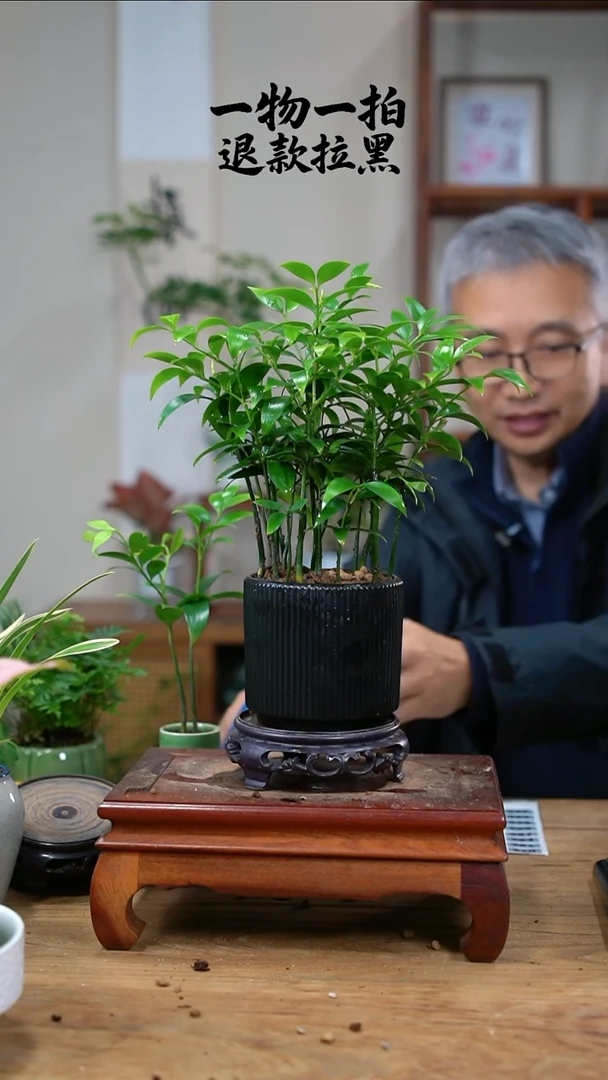 完全开放江**衣竹柏248