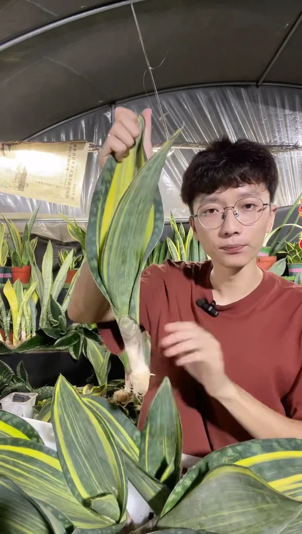 单叶带心黄金宝镜28cm起裸根10.5