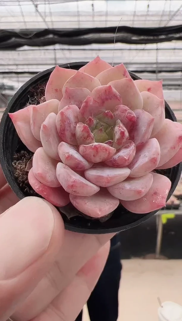 东云多肉园新款-02