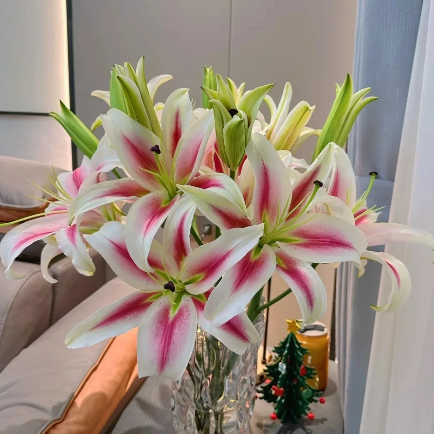 【福利爆款】 糖果俱乐部 香水百合  店铺现货包邮 鲜花鲜切花